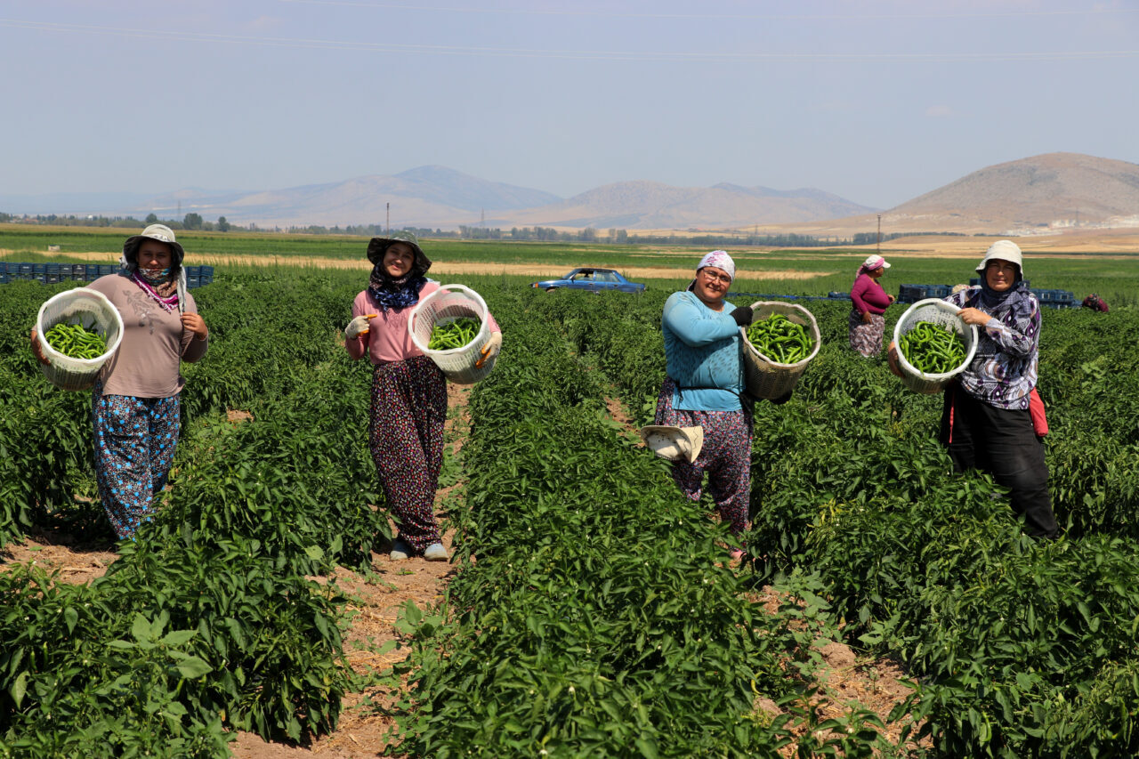 - Altıntaş Ovası'ndaki Yolçatı köyünde yaşayan Ali Temel, tavsiye üzerine