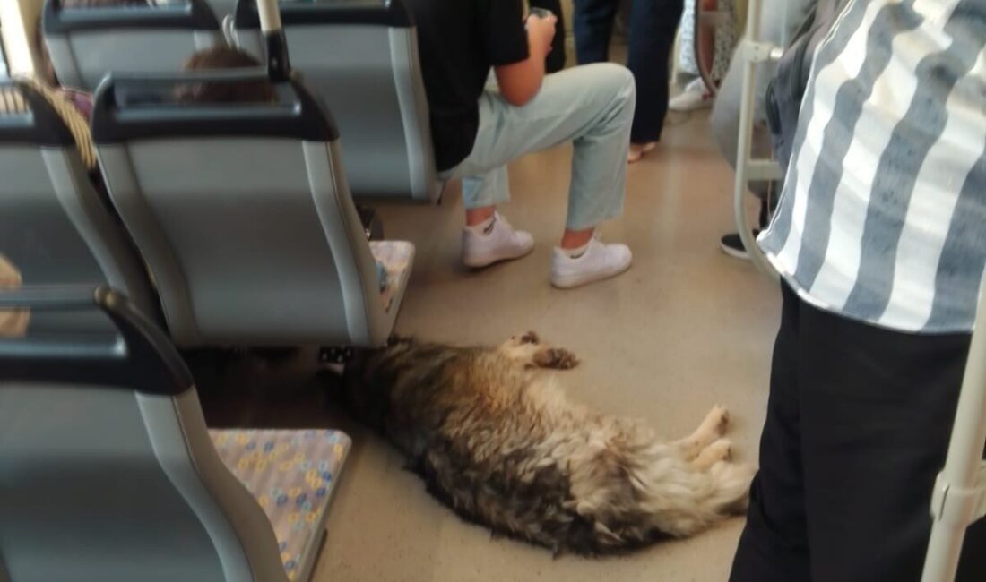 Eskişehir’de sıcak havadan bunalıp sığındığı tramvayda yere serilen köpek görenleri