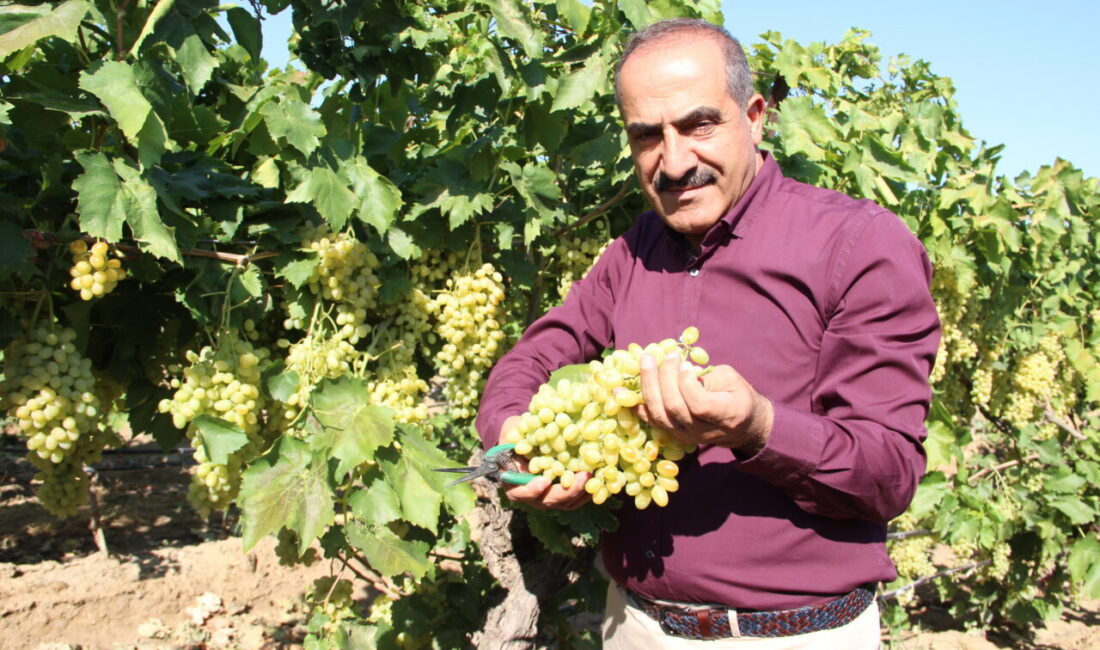 İZMİR (AA) – Ege Yaş Meyve Sebze İhracatçıları Birliği Başkanı