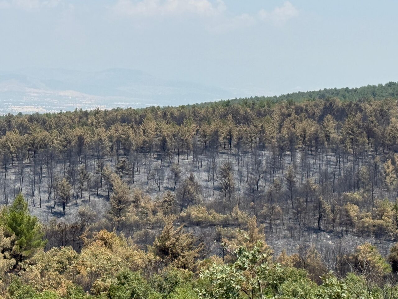 UŞAK (AA) – Uşak'ın Sivaslı ilçesinde çıkan orman yangından etkilenen