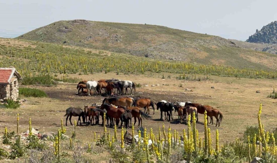 Afyonkarahisar’ın Emirdağ ilçesindeki yaylalarda sevimlilikleri ve ürkeklikleriyle bilinen yılkı atları
