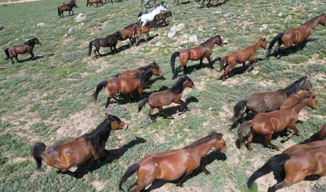 Afyonkarahisar’da ürkeklikleri ile bilinen yılkı atlarının dron ile havadan çekilen