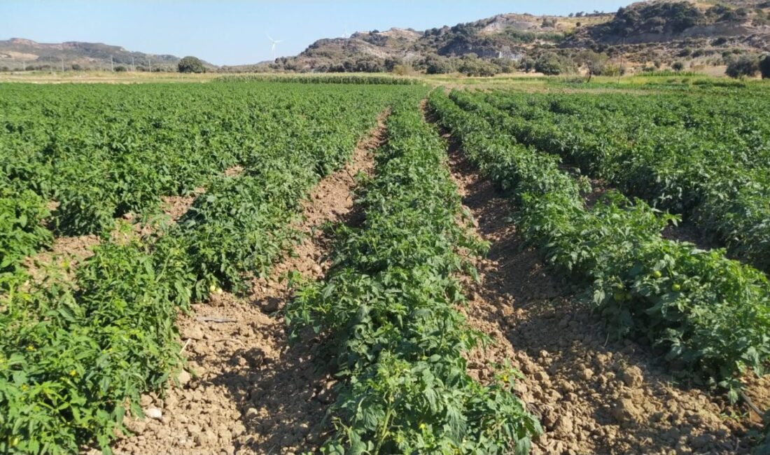 MUĞLA (AA) – Datça İlçe Tarım ve Orman Müdürlüğü ekipleri