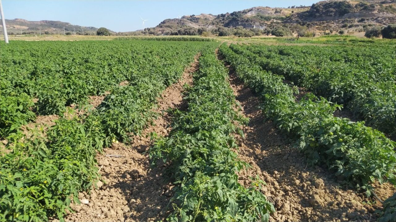 MUĞLA (AA) – Datça İlçe Tarım ve Orman Müdürlüğü ekipleri