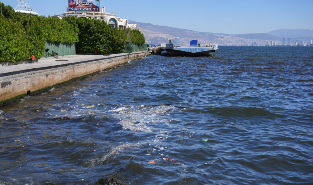 - Körfezde kıyıya vuran balıklar, belediye ekiplerince toplandı