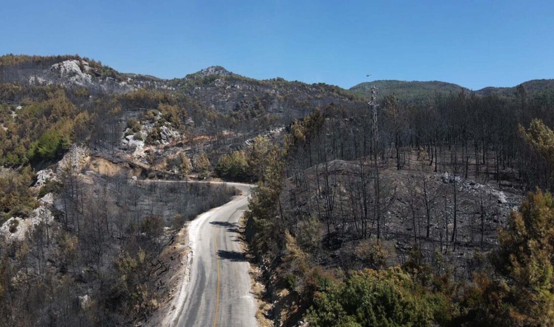 MUĞLA (AA) – Muğla’nın Köyceğiz ilçesinde orman yangınında zarar gören
