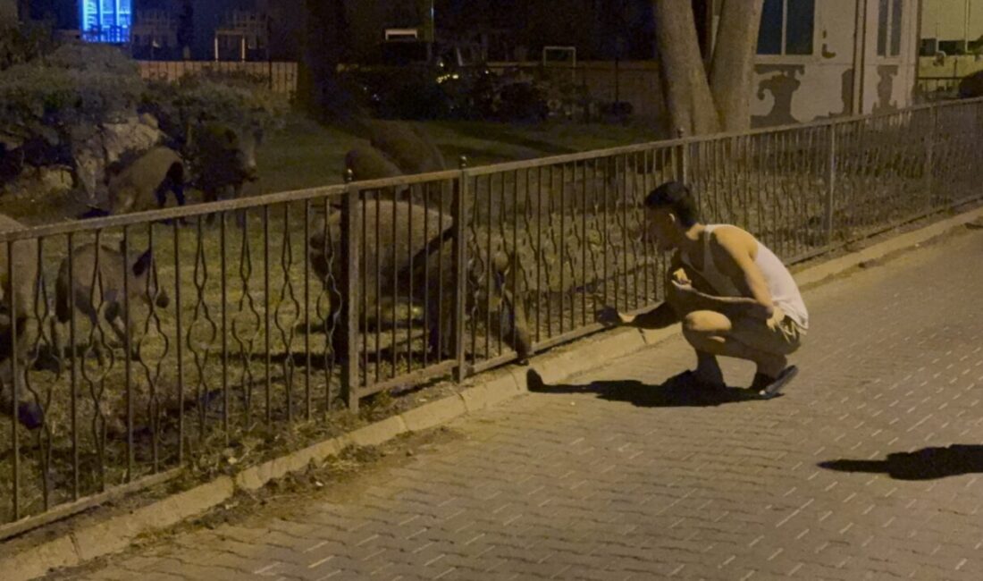 MUĞLA (AA) – Muğla'nın Marmaris ilçesinde aç kalan domuz sürüsü