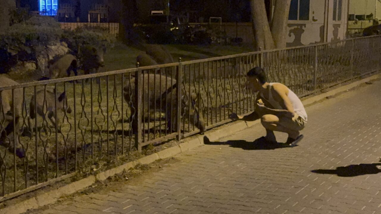 MUĞLA (AA) – Muğla'nın Marmaris ilçesinde aç kalan domuz sürüsü