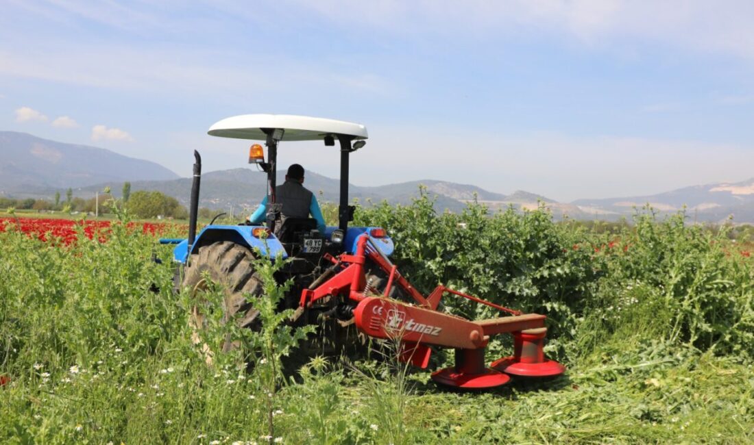 MUĞLA (AA) – Muğla'da, büyükşehir belediyesince kırsal kalkınmayı desteklemek ve