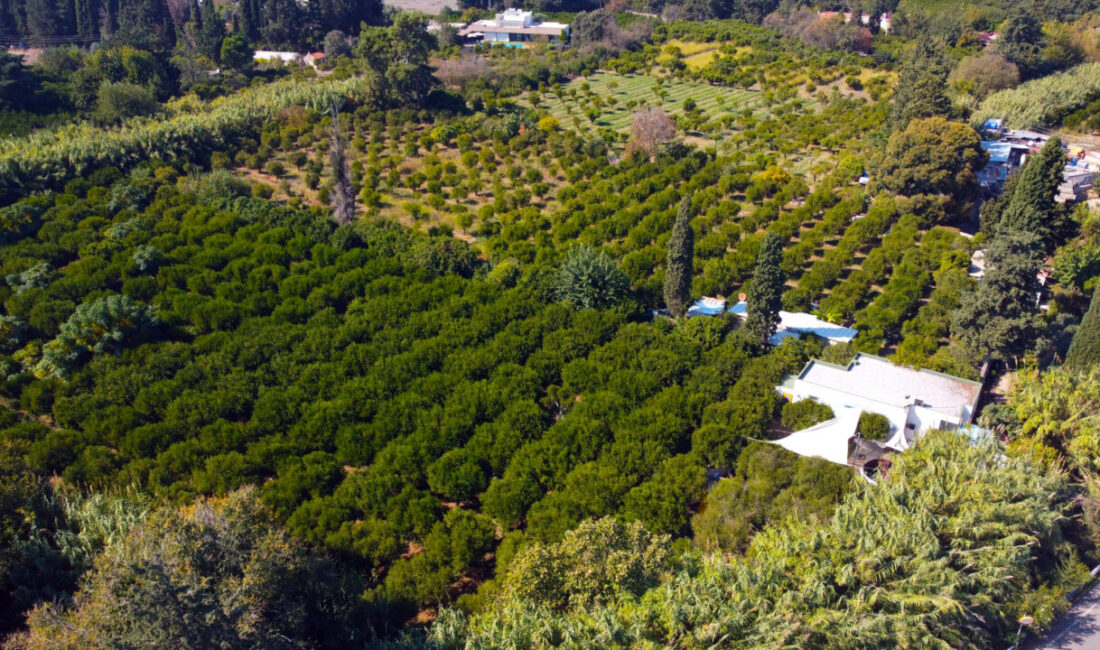 - Bodrum Turunçgil Üreticileri Birliği Başkanı Mahmut Serdar Kocadon:
- "Bodrum