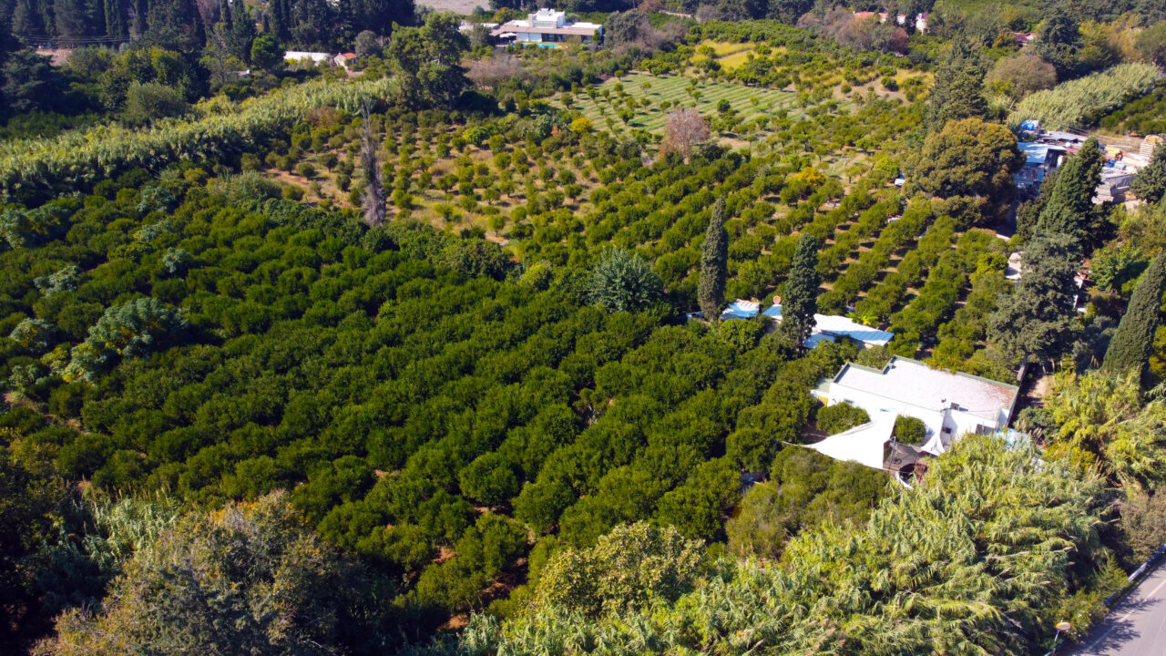 - Bodrum Turunçgil Üreticileri Birliği Başkanı Mahmut Serdar Kocadon:
- "Bodrum
