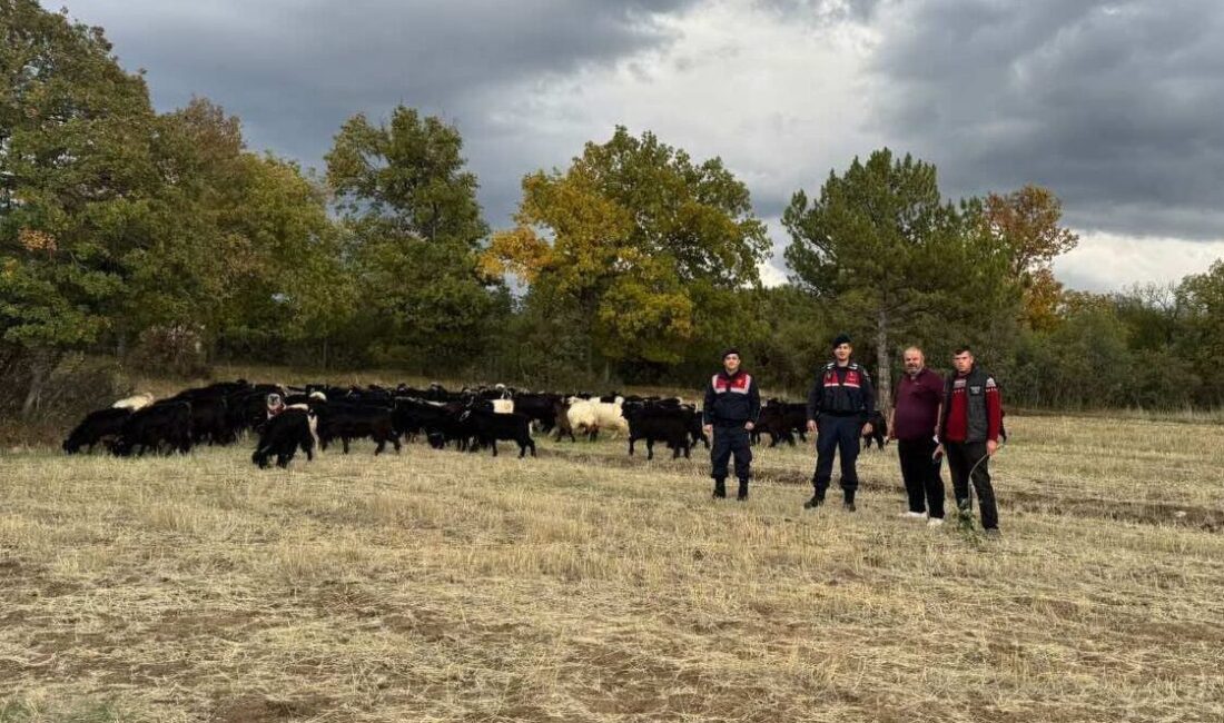 KÜTAHYA (AA) – Kütahya'da jandarma ekipleri kaybolan 70 keçiyi bularak