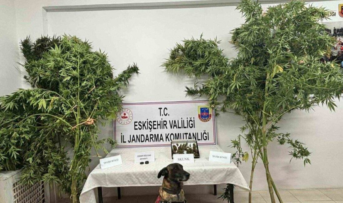 Eskişehir’de jandarma ekiplerince uyuşturucu madde ektiği bilgisi alınan şahsın mısır