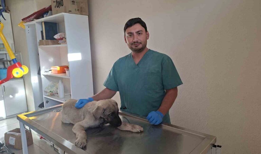 Kütahya’nın Hisarcık ilçesinde bir aracın çarpması sonucu yaralanan sokak köpeğine