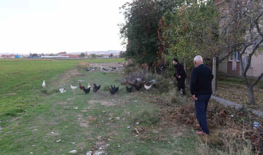 Eskişehir’de 11 tavuğu telef eden başıboş köpeklerden hayvanlarını korumak isteyen