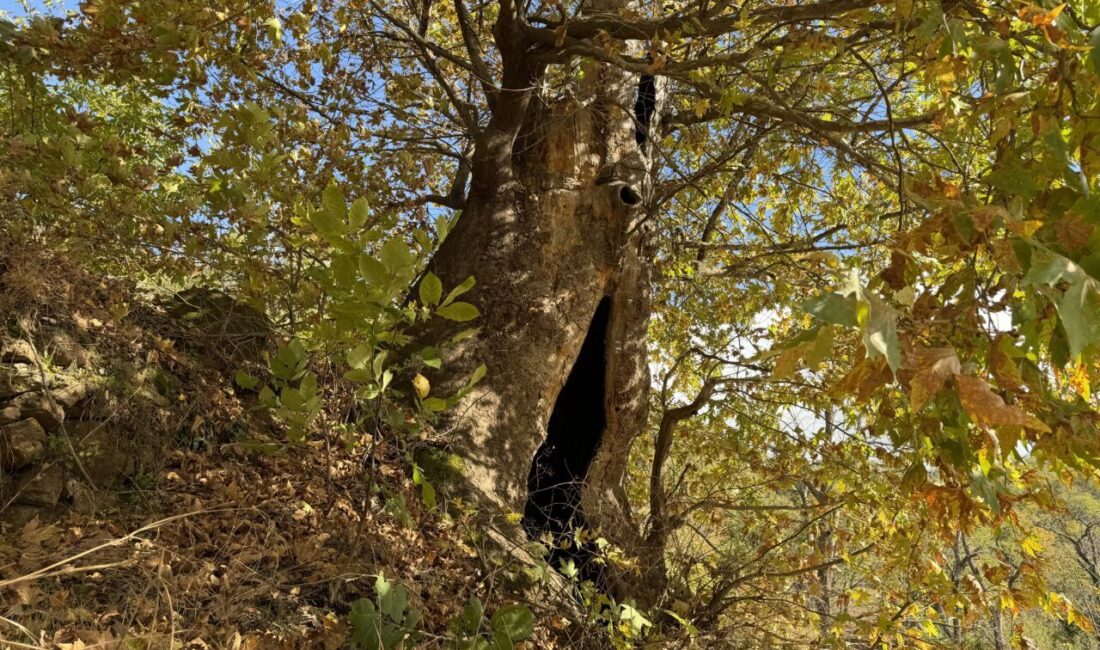 AYDIN (AA) – Aydın'ın Nazilli ilçesinde vatandaşlar, 12 metre genişliğindeki
