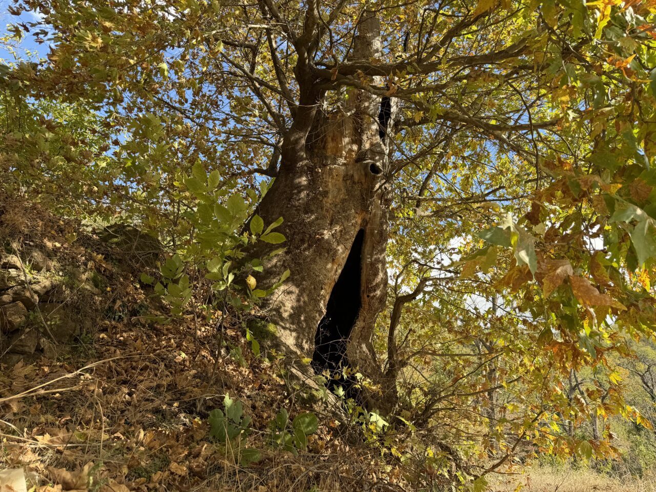 AYDIN (AA) – Aydın'ın Nazilli ilçesinde vatandaşlar, 12 metre genişliğindeki