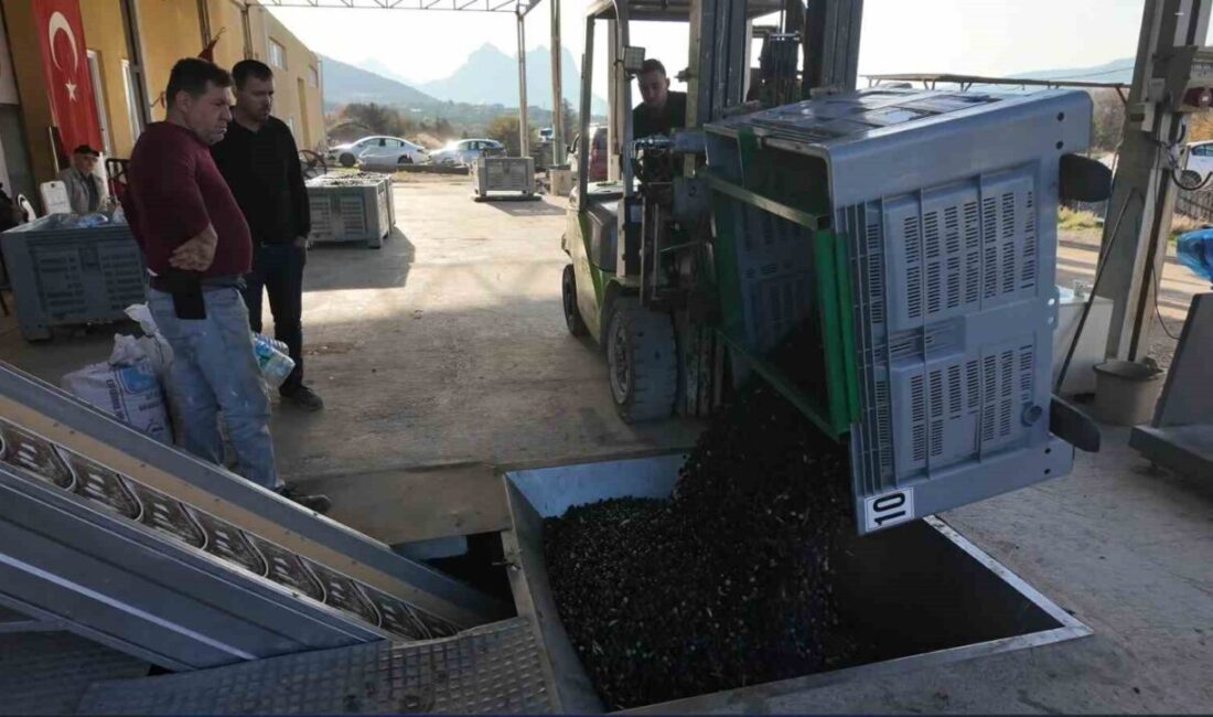 Eskişehir’in Akdeniz’i olarak bilinen Sarıcakaya ilçesinde yetişen zeytinler yine bölgede