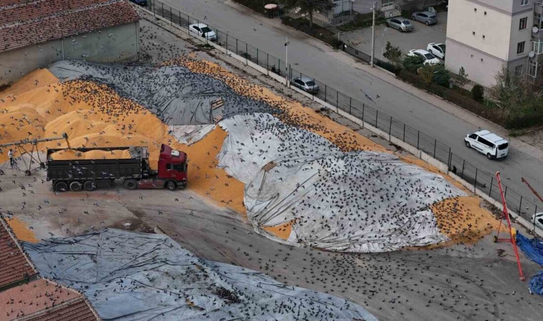 Eskişehir’de yüzlerce güvercinin istiflenen tonlarca hububat üzerine konup kalkarak karınlarını
