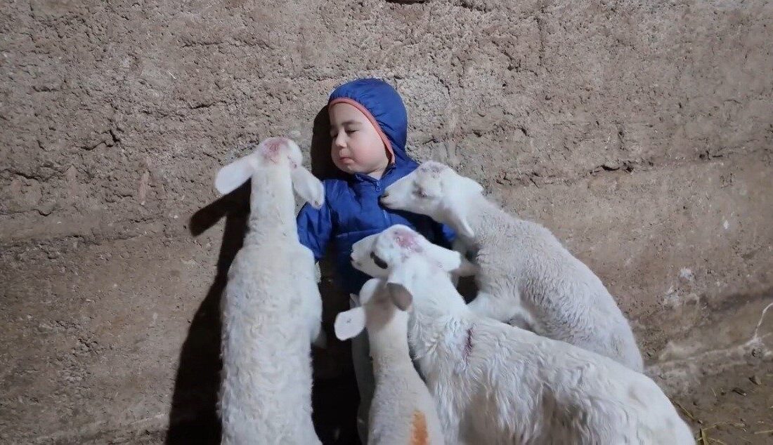 Eskişehir’de kuzuların arasında kalan minik çocuğun babasına verdiği “Kuzular beni
