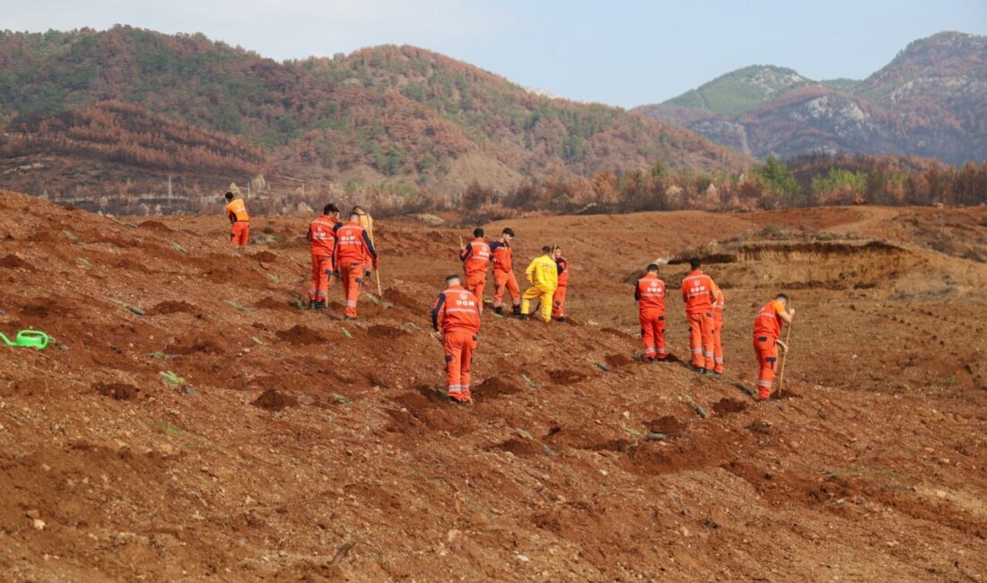MUĞLA (AA) – Muğla'da, Orman Bölge Müdürlüğü sorumluluk sahasında 11