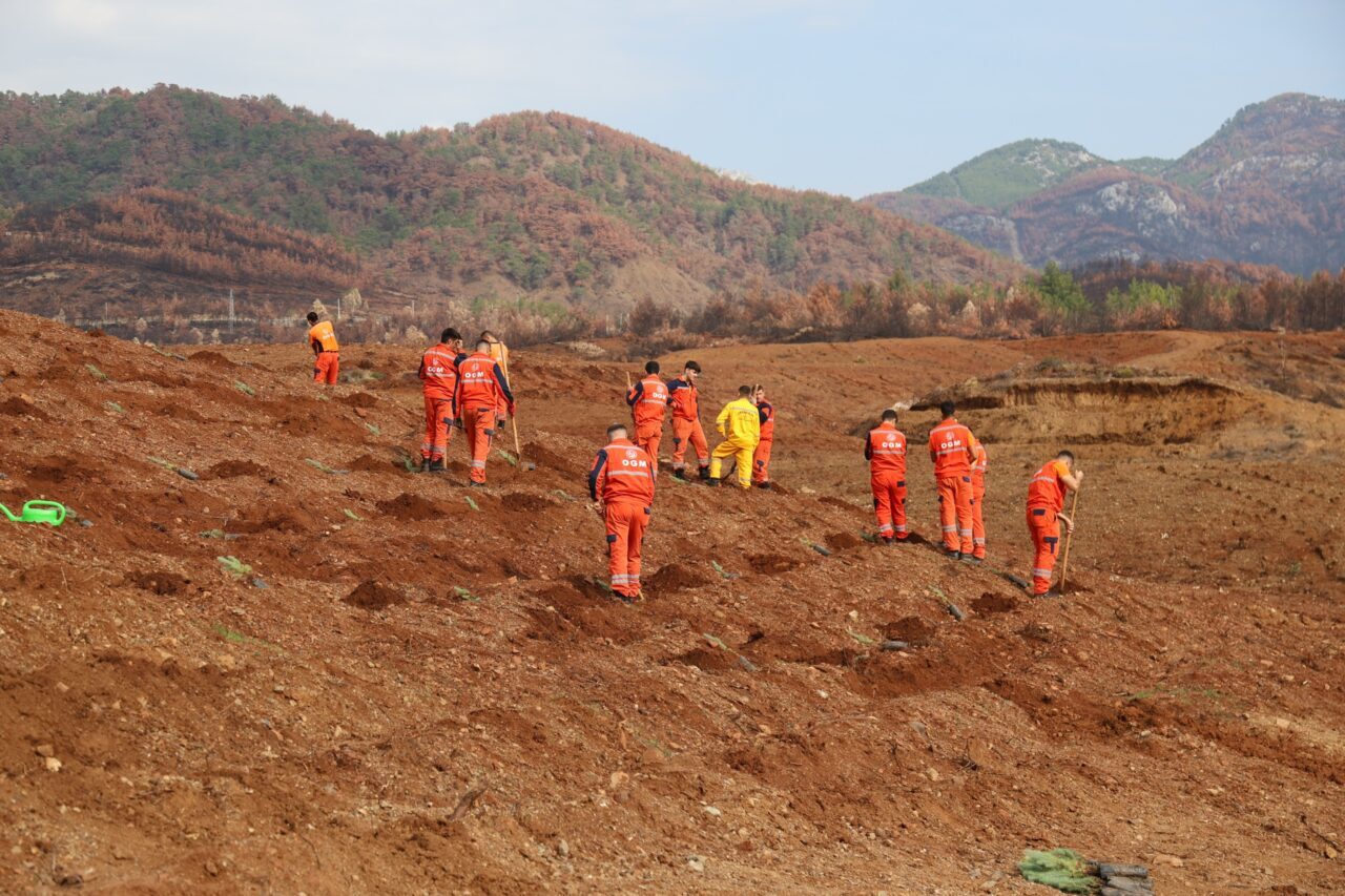 MUĞLA (AA) – Muğla'da, Orman Bölge Müdürlüğü sorumluluk sahasında 11