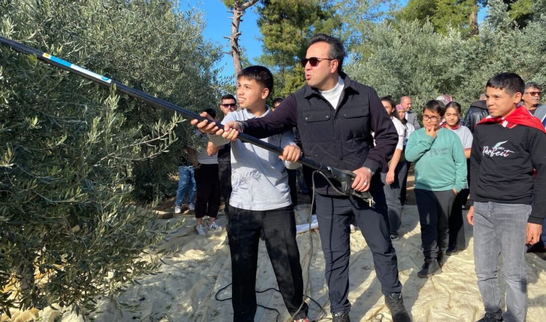 MUĞLA (AA) – Muğla'nın Kavaklıdere ilçesindeki Hyllarima Antik Kenti'nde zeytin