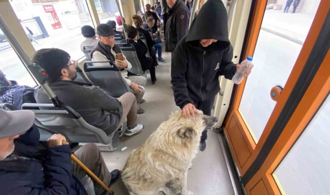 Eskişehir’de tramvaya binen köpek yolcuların ilgi odağı olurken, onu şefkatle