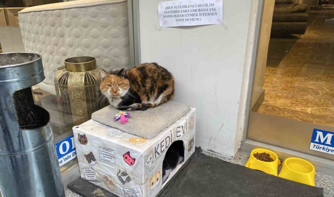 Eskişehir’de hayvansever esnafın işletme önünde besledikleri kedi için astığı, “Ben