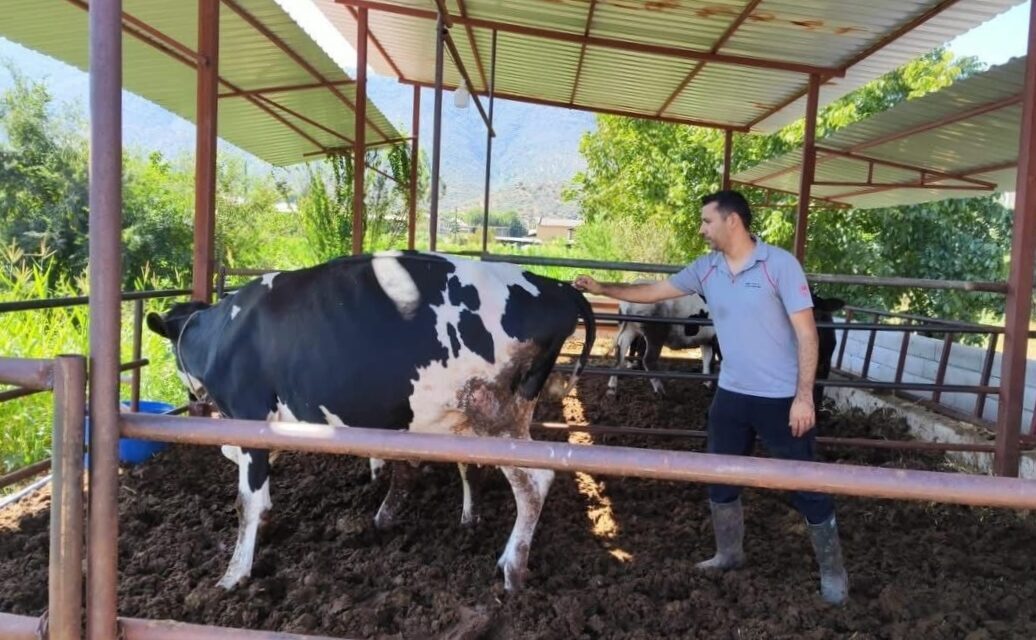 MUĞLA (AA) – Muğla'nın Milas ilçesinde şap hastalığı nedeniyle 11