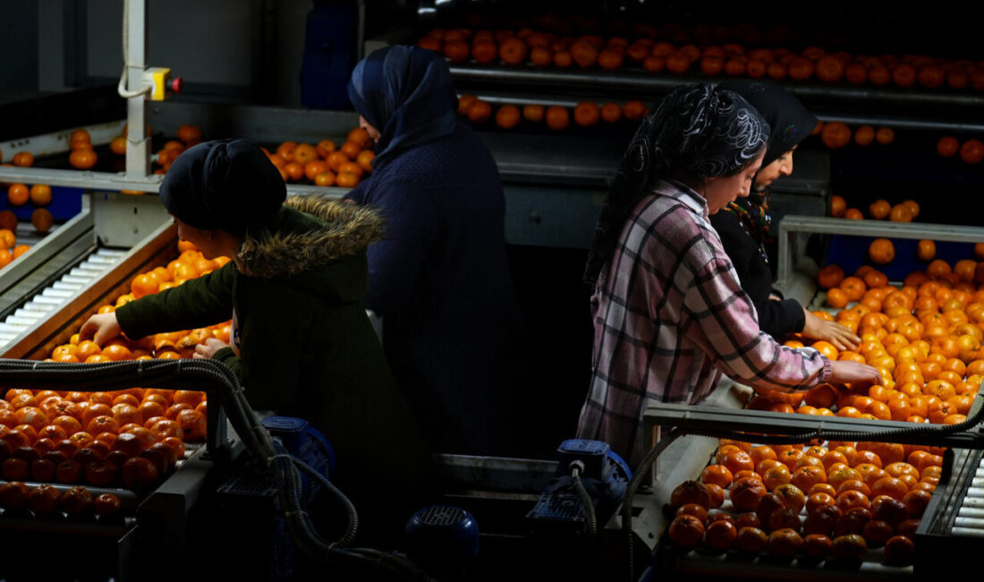 - Ocak-kasım dönemi mandalina ihracatı bir önceki yılın aynı dönemine