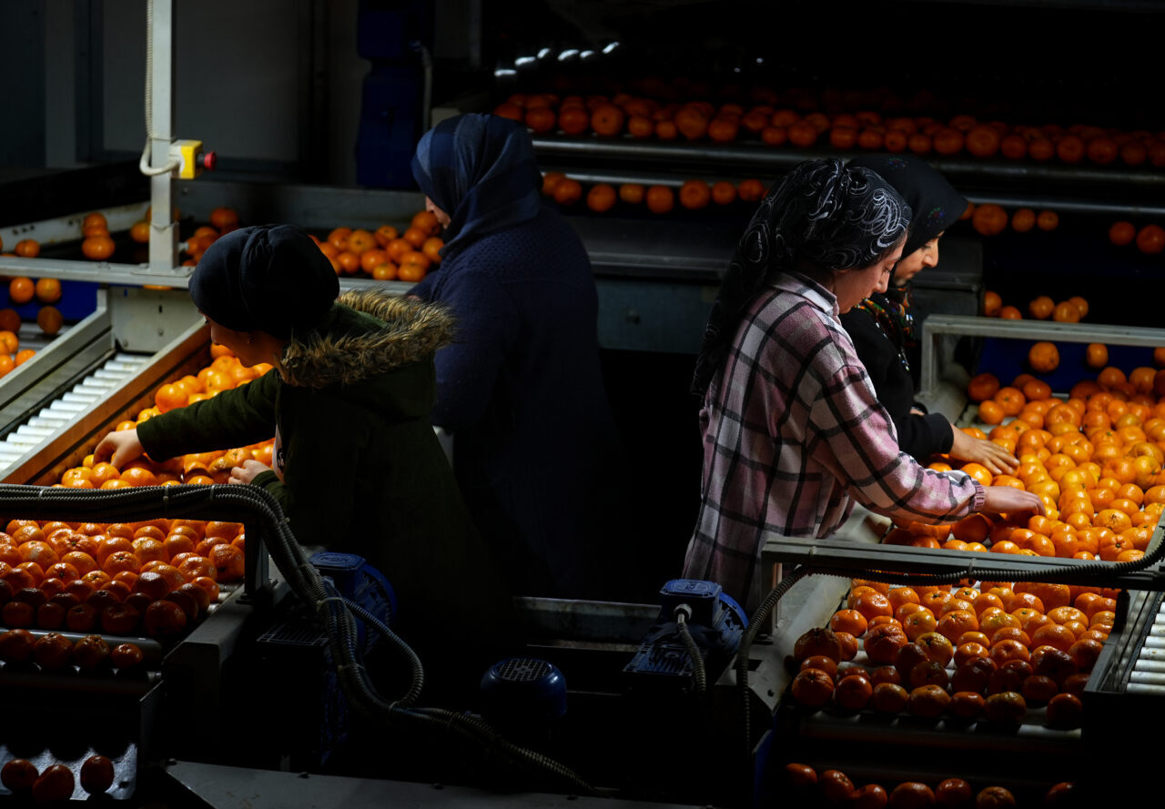 - Ocak-kasım dönemi mandalina ihracatı bir önceki yılın aynı dönemine