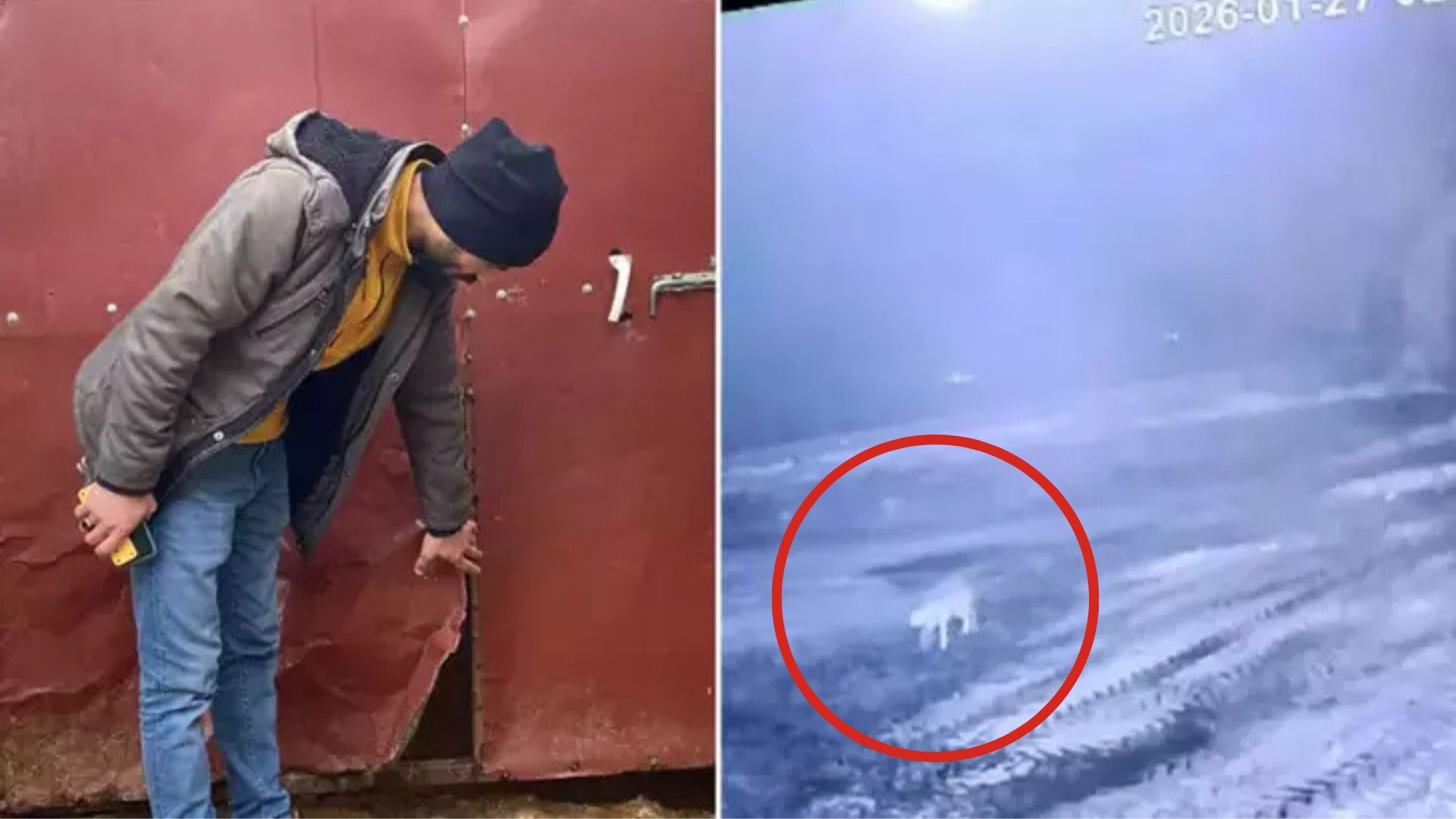 Kars'ın Digor ilçesinde akıllara durgunluk veren bir vahşi doğa olayı