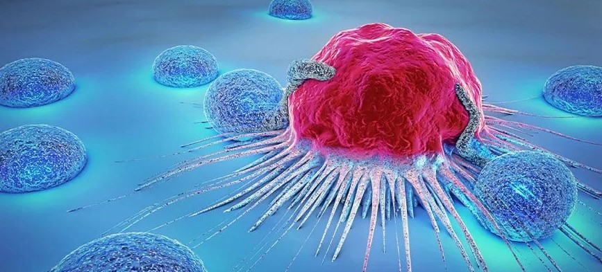 İspanyol araştırmacılar, farelerde üçlü kombinasyon tedavisiyle pankreas tümörlerini yok etmeyi