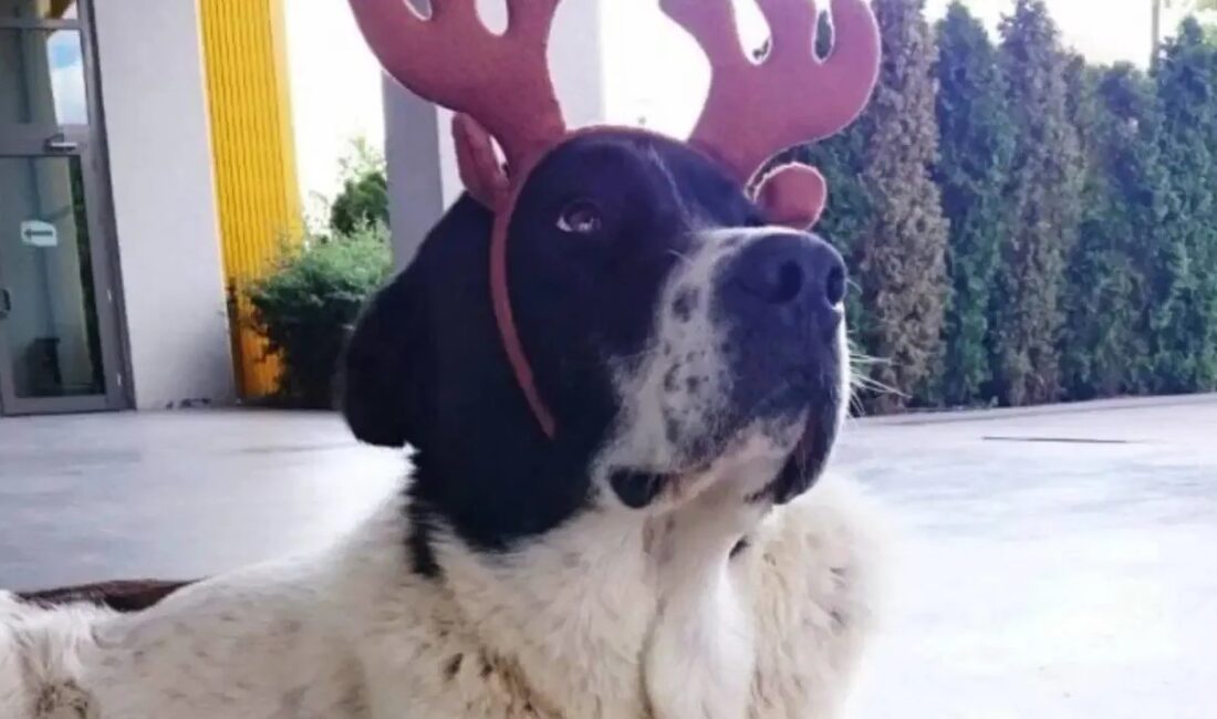 Sokak hayvanı Matmazel adlı köpeğin ölümüne ilişkin Ankara Üniversitesi Veteriner