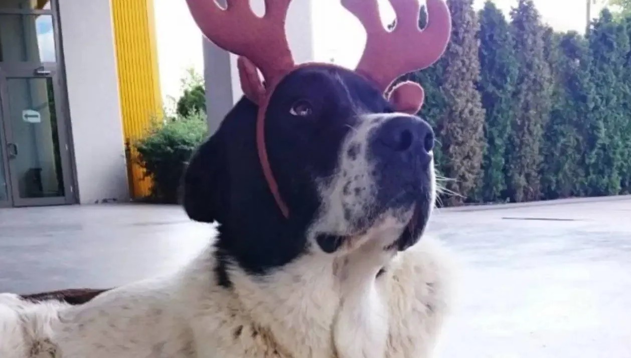 Sokak hayvanı Matmazel adlı köpeğin ölümüne ilişkin Ankara Üniversitesi Veteriner