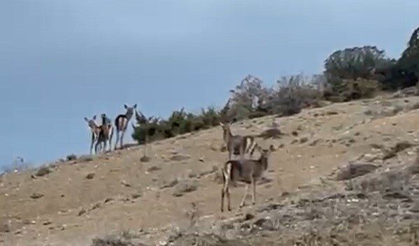 Eskişehir’de karayolunu geçip farklı yönlere kaçışan 10 geyik bir vatandaş