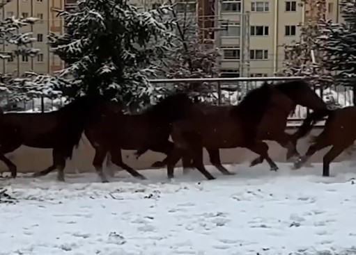 Bolu’da karlı havada yiyecek bulmakta zorlanan yılkı atları şehir merkezine