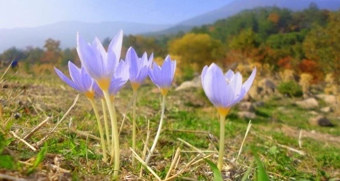 Kışın dondurucu soğukları yerini tatlı bir sıcaklığa bırakmaya hazırlanıyor.