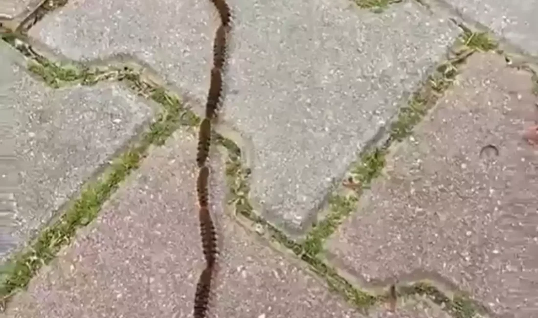 Mart ve nisan aylarında ağaçlardan toprağa inmeye başlayan çam kese