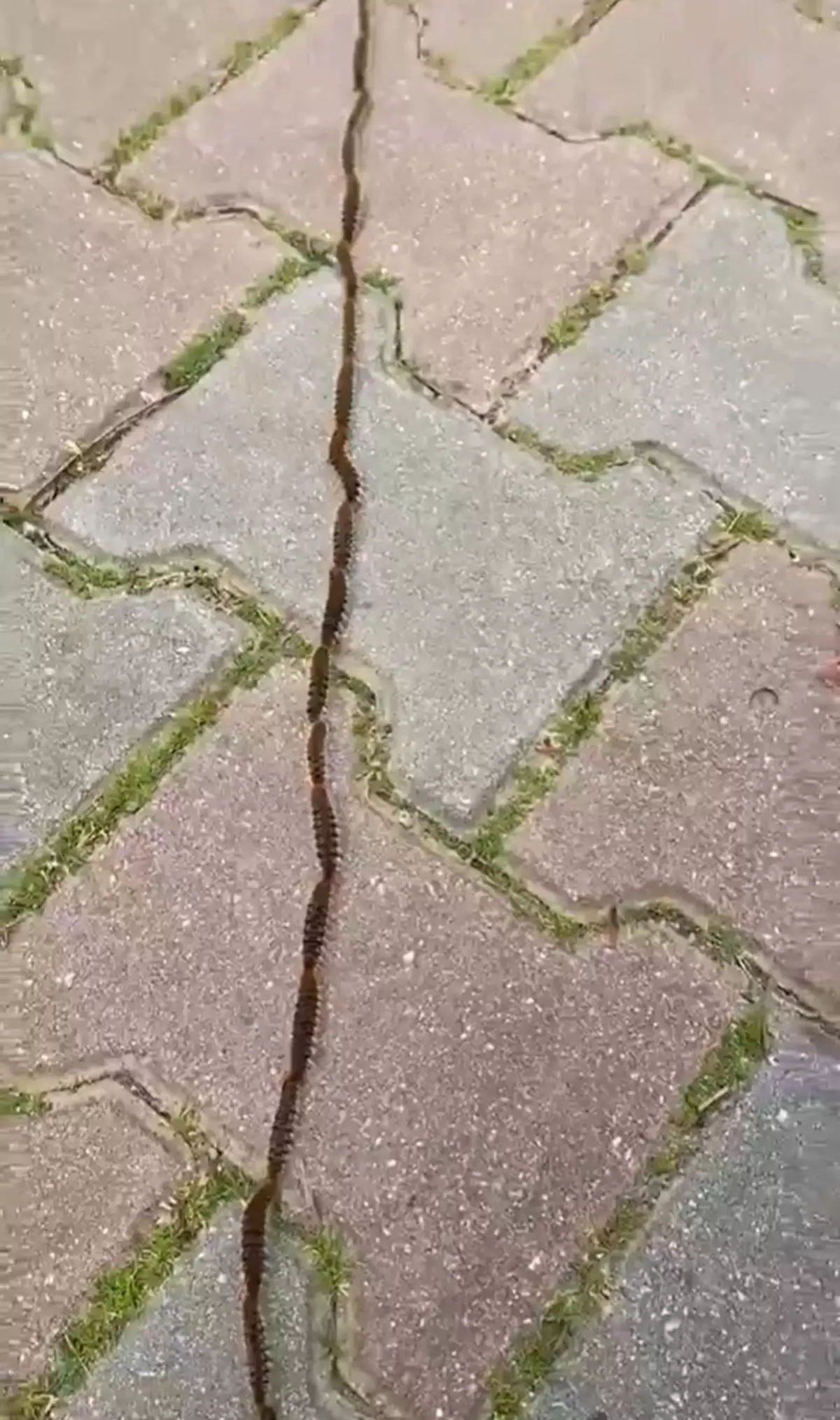 Mart ve nisan aylarında ağaçlardan toprağa inmeye başlayan çam kese