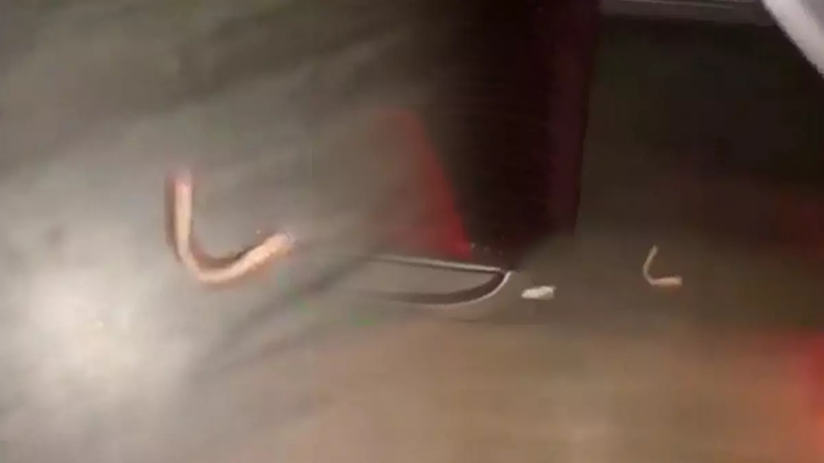 Şehirlerarası bir otobüste muavin, yerde bulduğu nesnenin bir diş olduğunu