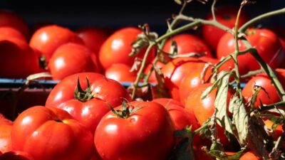 C vitamini ve likopen deposu olarak sofralarımızdan eksik etmediğimiz domates,