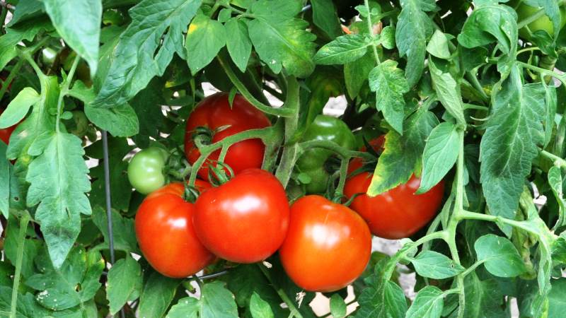 Cluster of ripe red tomatoes hanging from a tomato plant among green leaves on the vine.