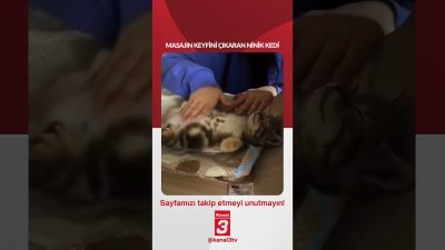 Masajın keyfini çıkaran minik kedi… 📶https://kanal3.com.tr/ Sosyal Medya Hesaplarımızı Takip