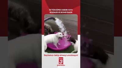 İki tür köpek vardır: suyu sevenler ve sevmeyenler… 📶https://kanal3.com.tr/ Sosyal