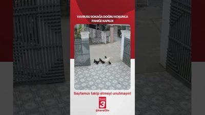 Yavrusu sokağa doğru koşunca, Labrador cinsi bir anne paniğe kapıldı…