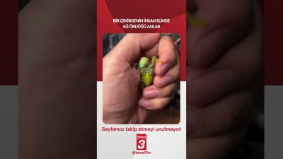 Kanal 3Per, Haziran 25, 2026 12:00pmURL:Embed:Bir çekirgenin insan elinde ağ