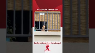 Balkon sefası yapan kediler… 📶https://kanal3.com.tr/ Sosyal Medya Hesaplarımızı Takip Ederek