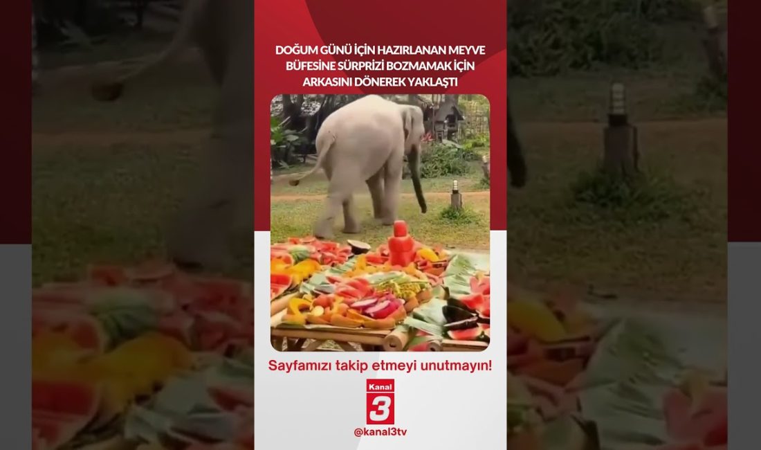 Doğum günü için hazırlanan meyve büfesine sürprizi bozmamak için arkasını